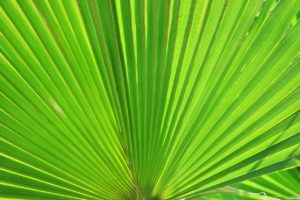 fan-palm-283152_1280