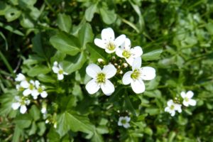watercress-333746_1280